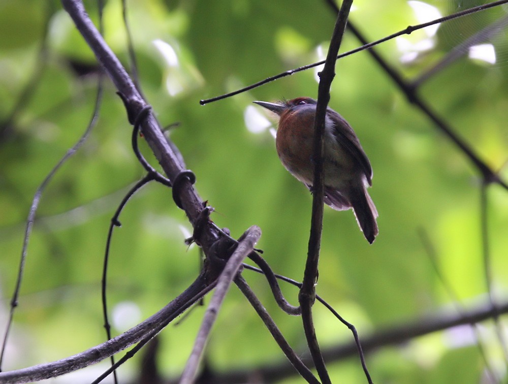 Rufous-capped Nunlet - ML206040121