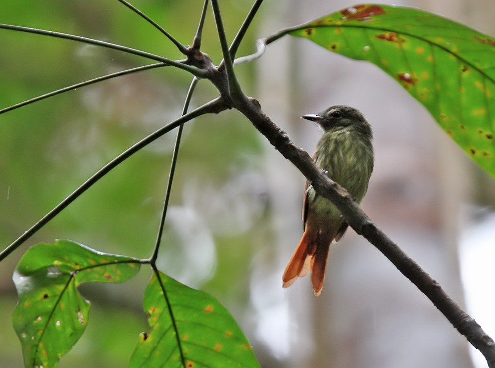 Rufous-tailed Flatbill - Lars Petersson | My World of Bird Photography