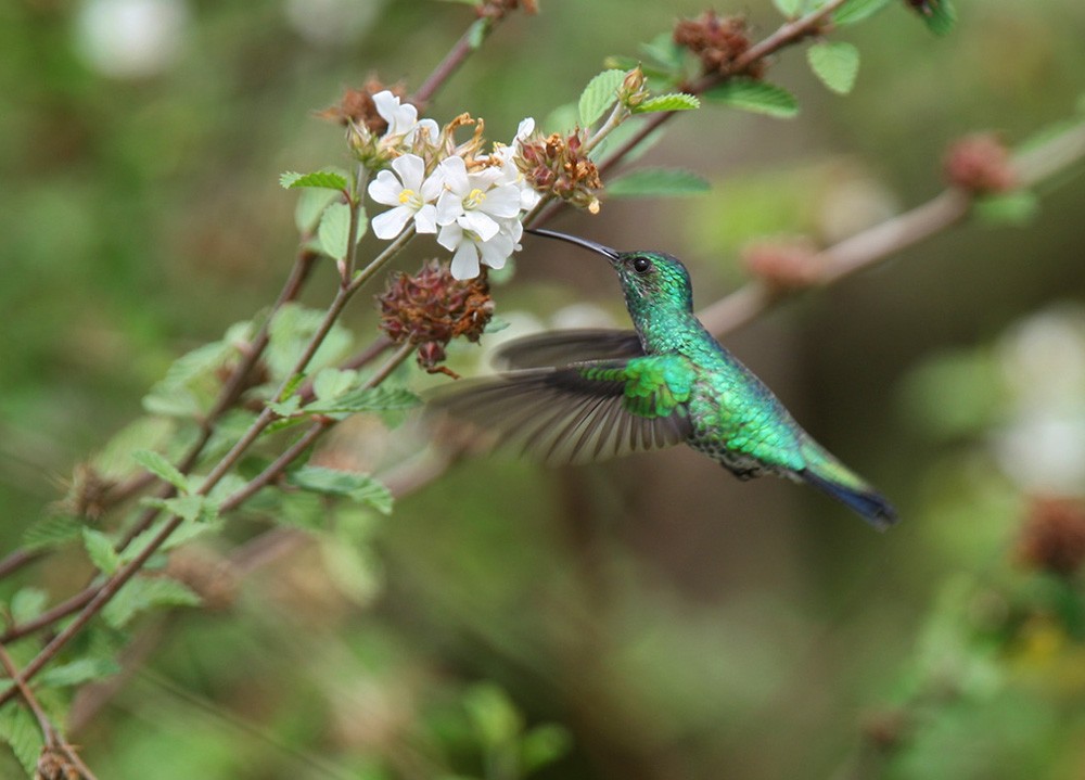 Shining-green Hummingbird - Lars Petersson | My World of Bird Photography