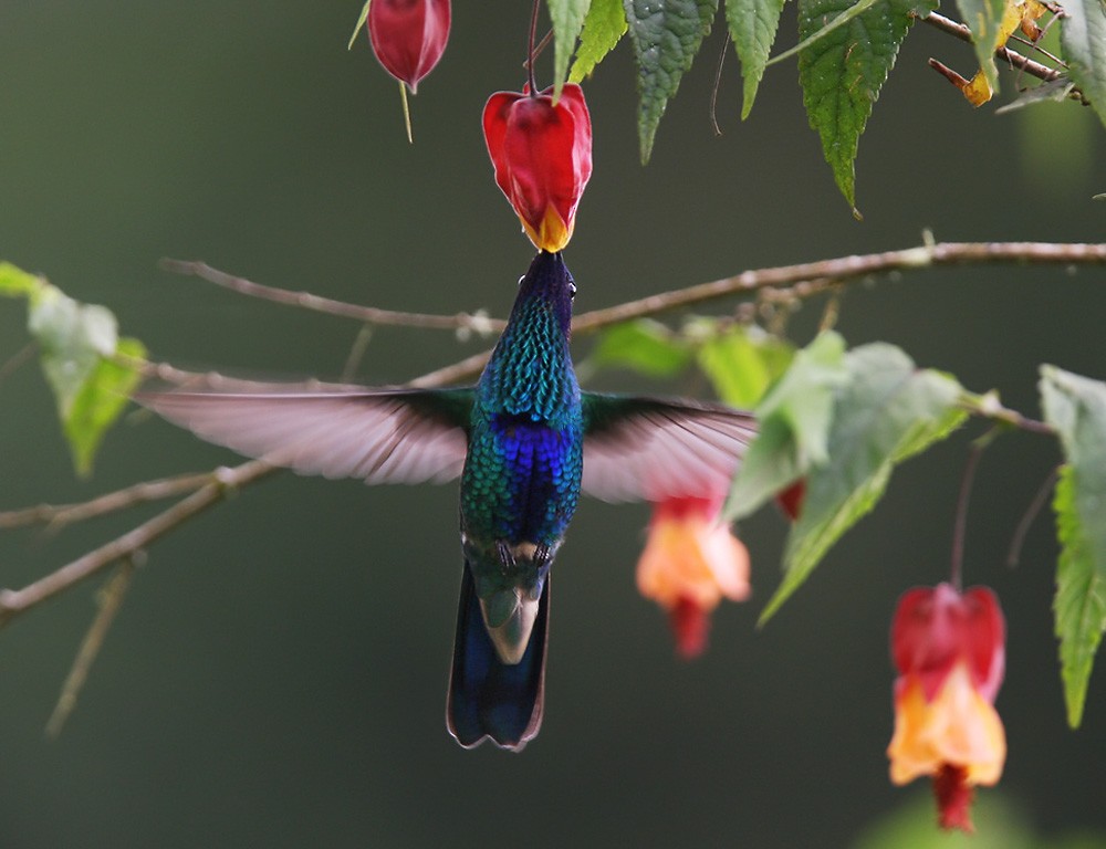 Sparkling Violetear - Lars Petersson | My World of Bird Photography
