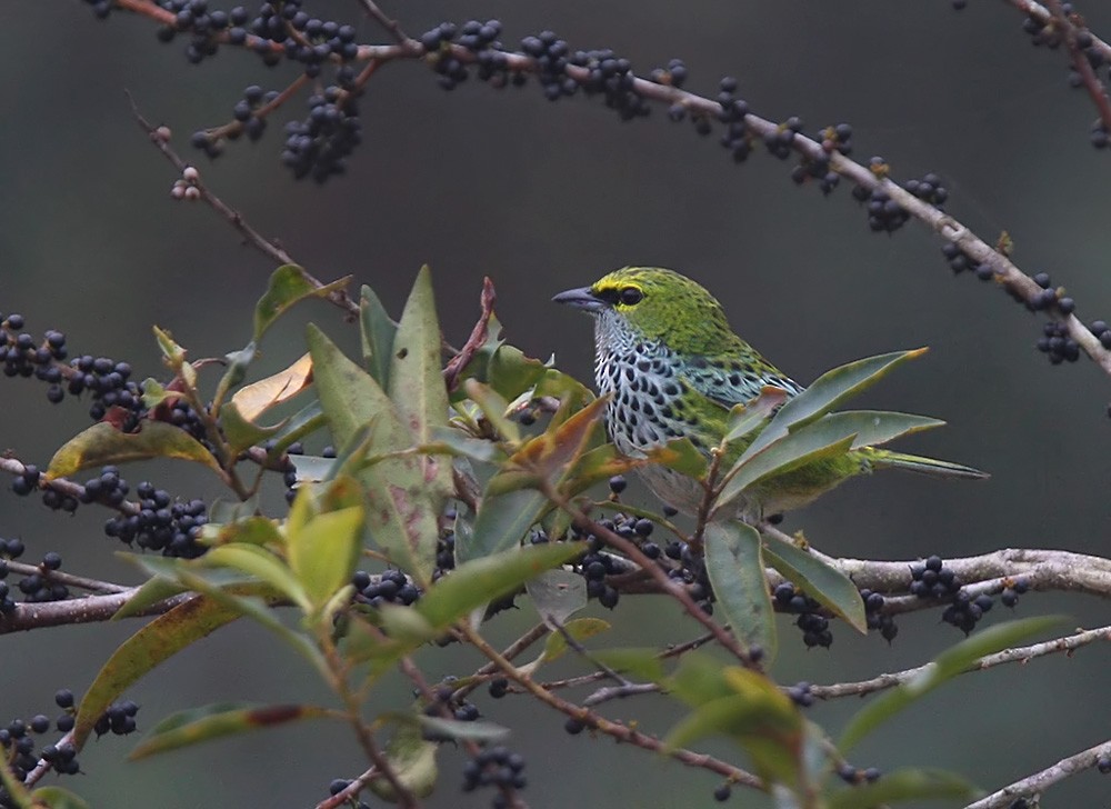 Speckled Tanager - Lars Petersson | My World of Bird Photography