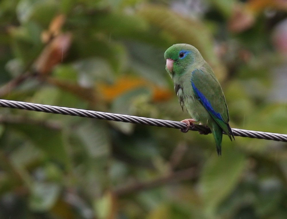 Spectacled Parrotlet - Lars Petersson | My World of Bird Photography