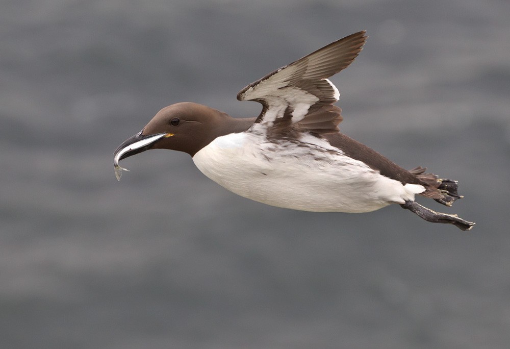 Common Murre - Lars Petersson | My World of Bird Photography