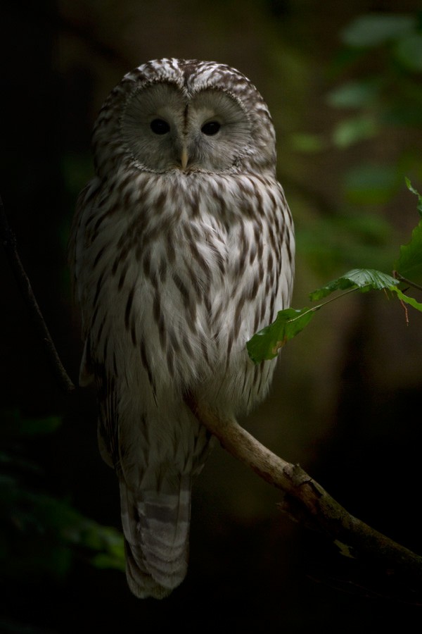 Ural Owl - Lars Petersson | My World of Bird Photography