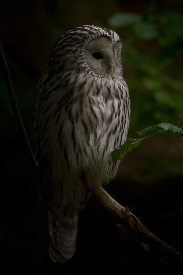 Ural Owl - Lars Petersson | My World of Bird Photography