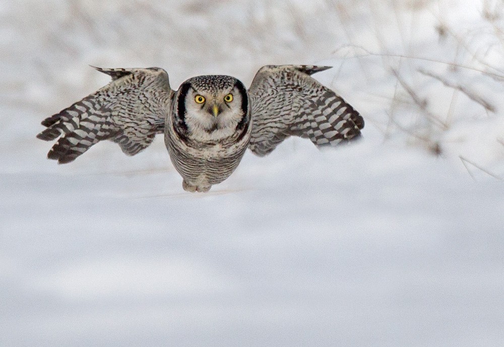 Northern Hawk Owl - Lars Petersson | My World of Bird Photography