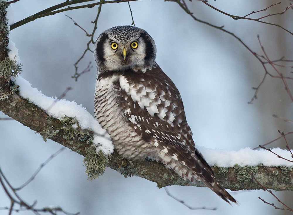 Northern Hawk Owl (Eurasian) - Lars Petersson | My World of Bird Photography