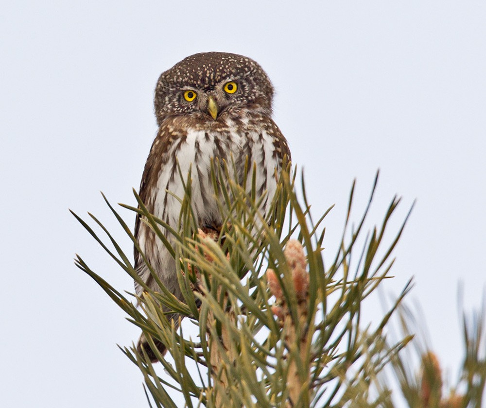 Eurasian Pygmy-Owl - Lars Petersson | My World of Bird Photography
