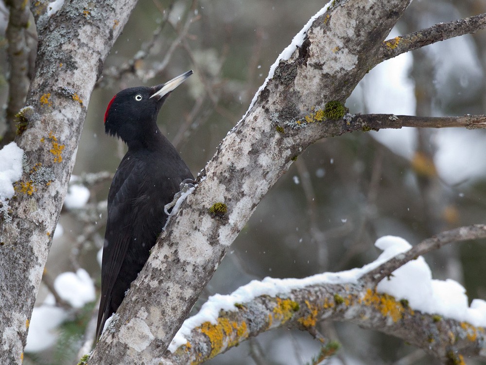 Black Woodpecker - Lars Petersson | My World of Bird Photography
