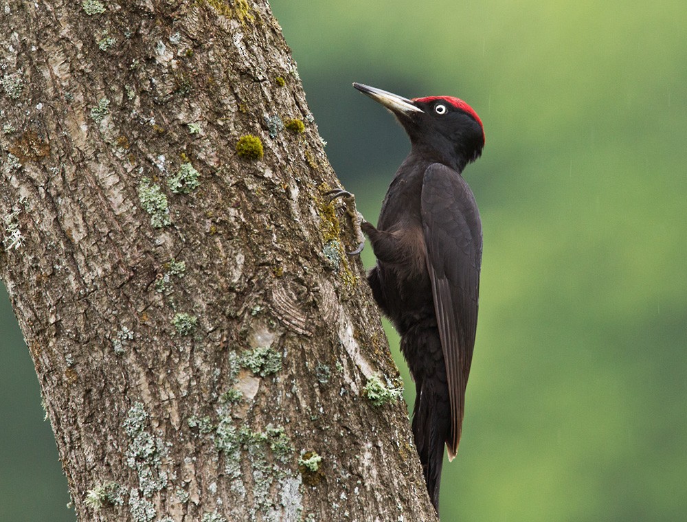 Black Woodpecker - Lars Petersson | My World of Bird Photography