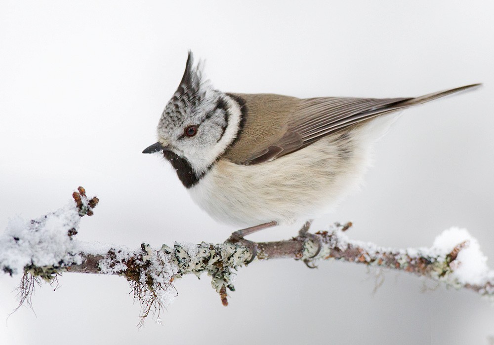 Crested Tit - Lars Petersson | My World of Bird Photography