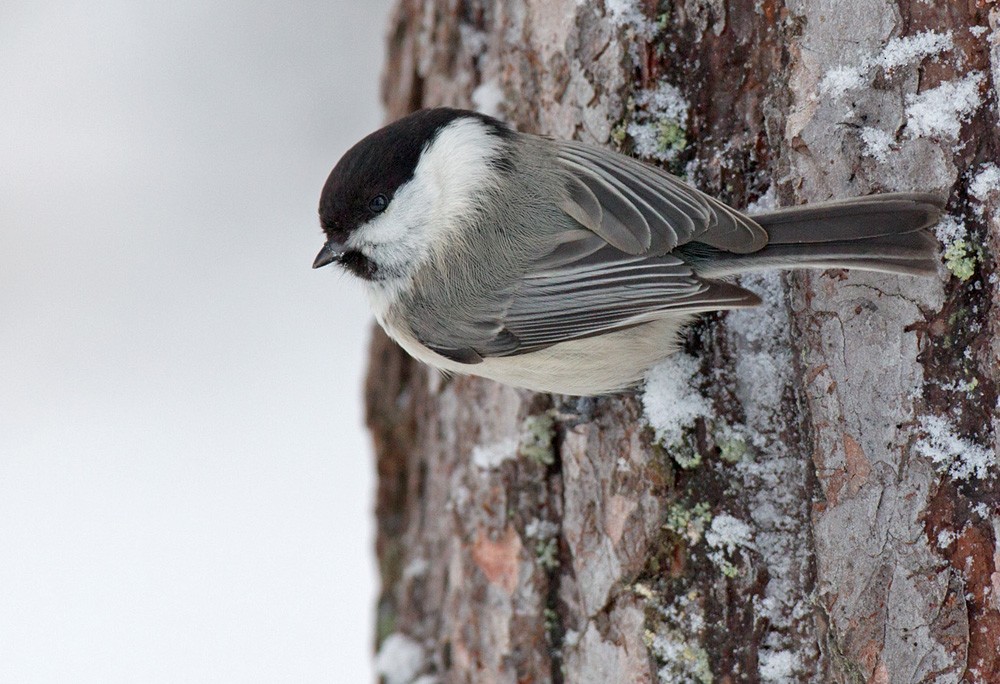 Willow Tit (Willow) - Lars Petersson | My World of Bird Photography