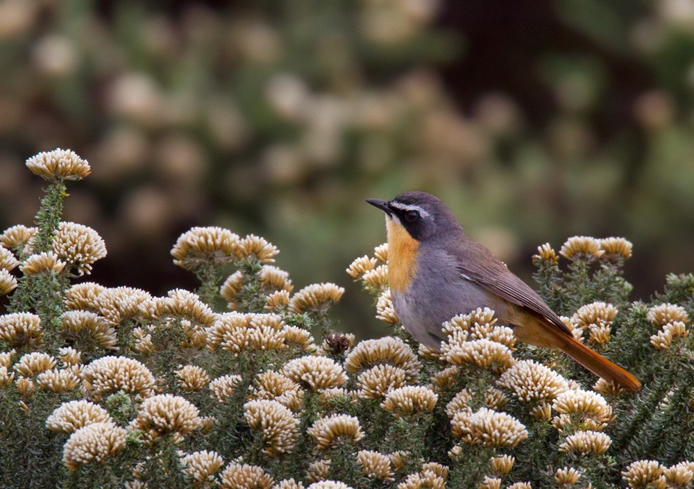 Cape Robin-Chat - Lars Petersson | My World of Bird Photography