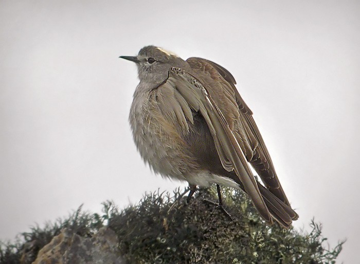 Ochre-naped Ground-Tyrant - Lars Petersson | My World of Bird Photography