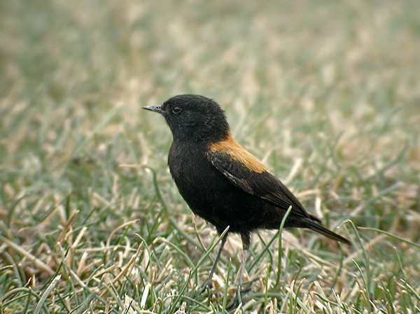 Andean Negrito - Lars Petersson | My World of Bird Photography