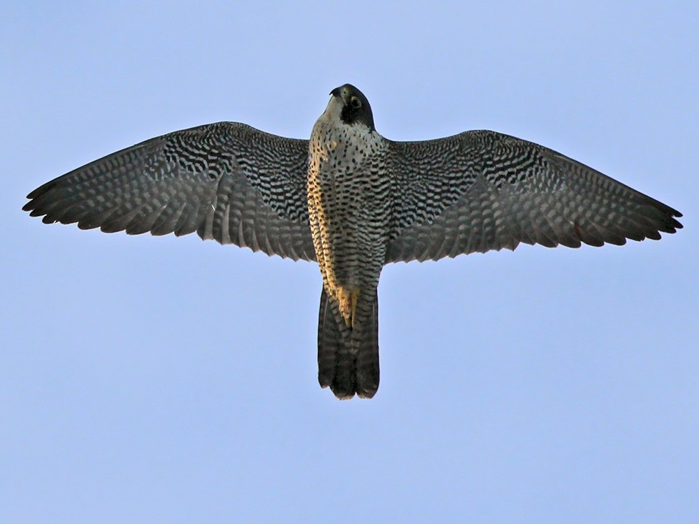 Peregrine Falcon (Eurasian) - ML206041281