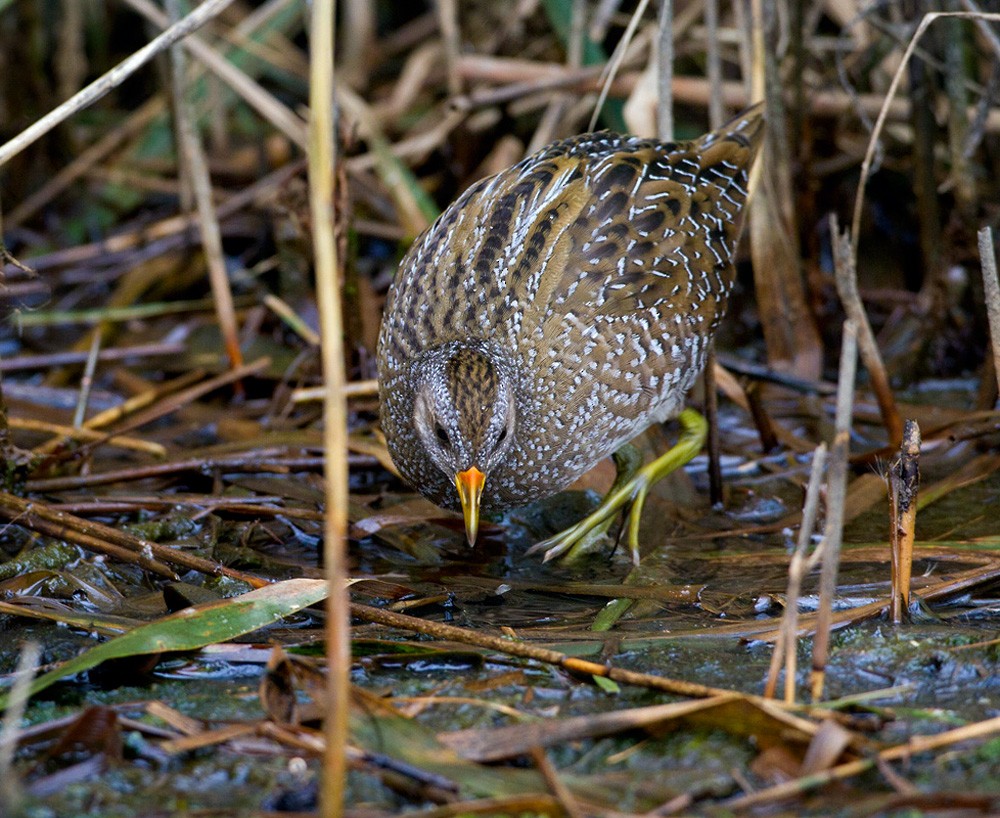 Spotted Crake - Lars Petersson | My World of Bird Photography