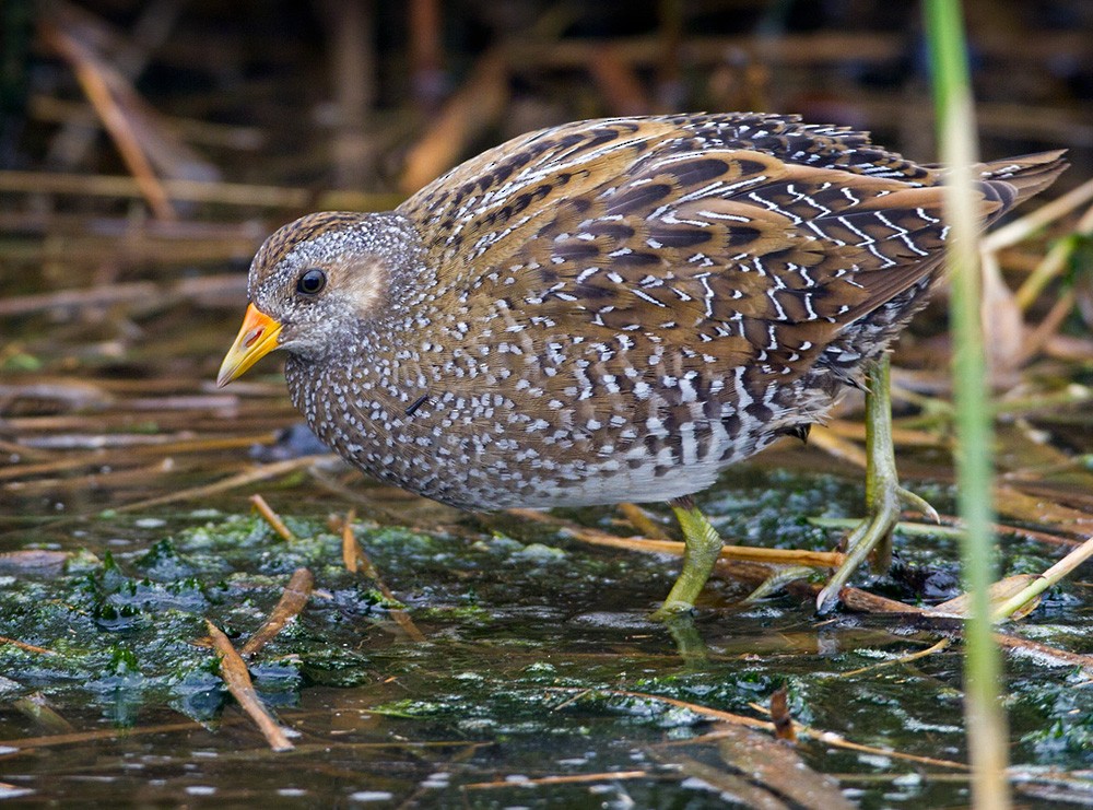 Spotted Crake - Lars Petersson | My World of Bird Photography
