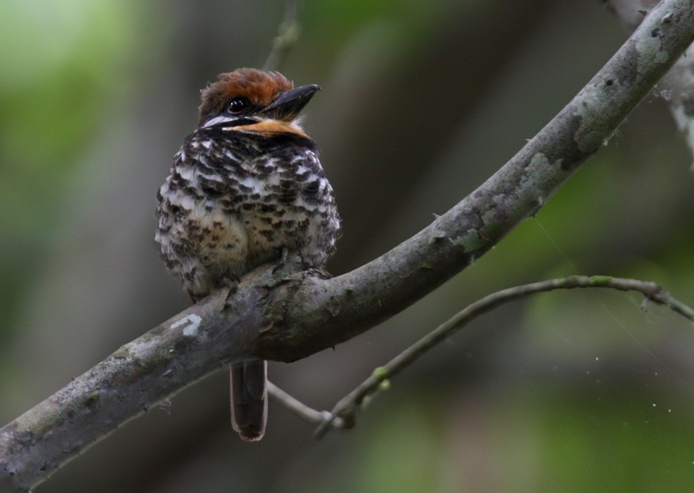 Spotted Puffbird - Lars Petersson | My World of Bird Photography