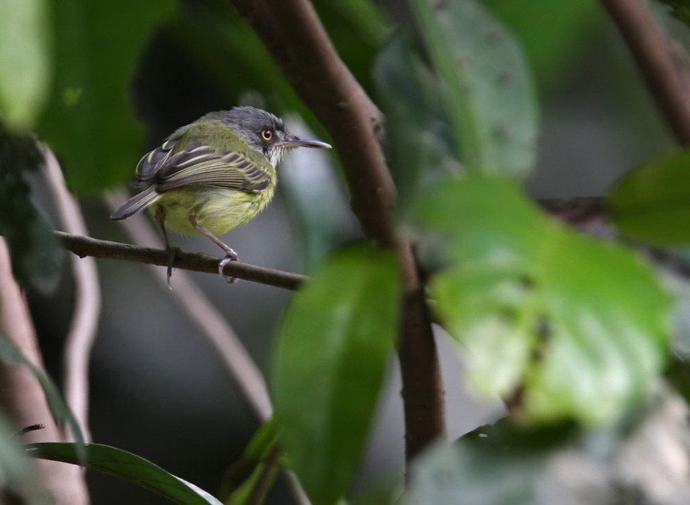 Spotted Tody-Flycatcher - Lars Petersson | My World of Bird Photography