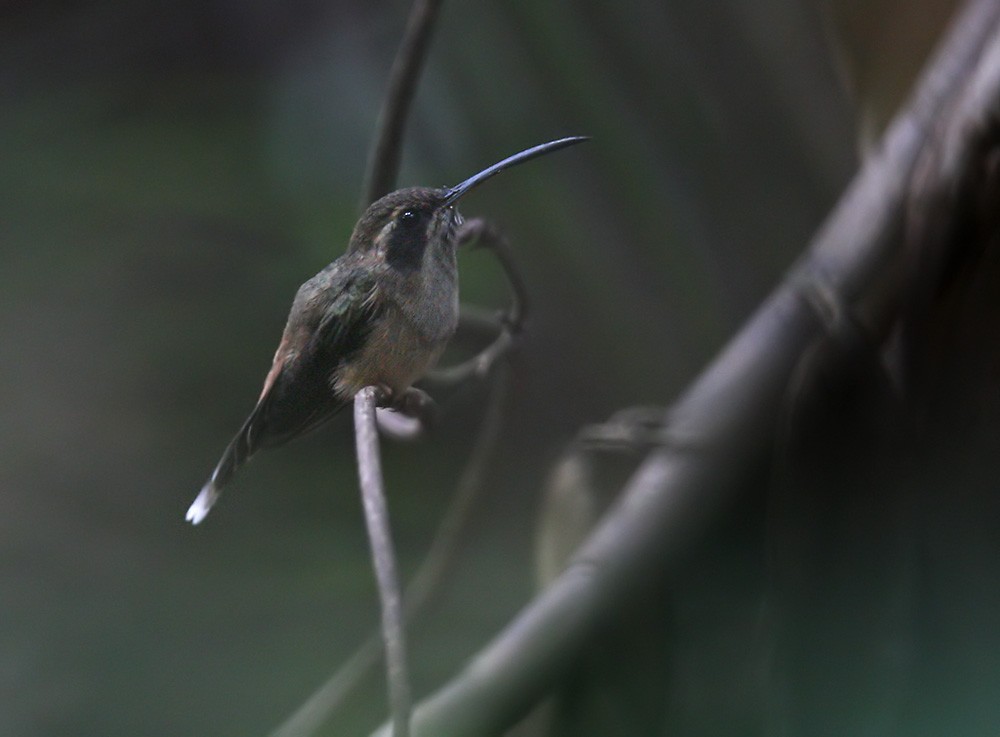 Stripe-throated Hermit - Lars Petersson | My World of Bird Photography