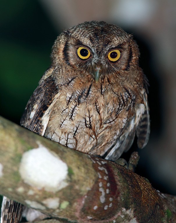 Tropical Screech-Owl - Lars Petersson | My World of Bird Photography