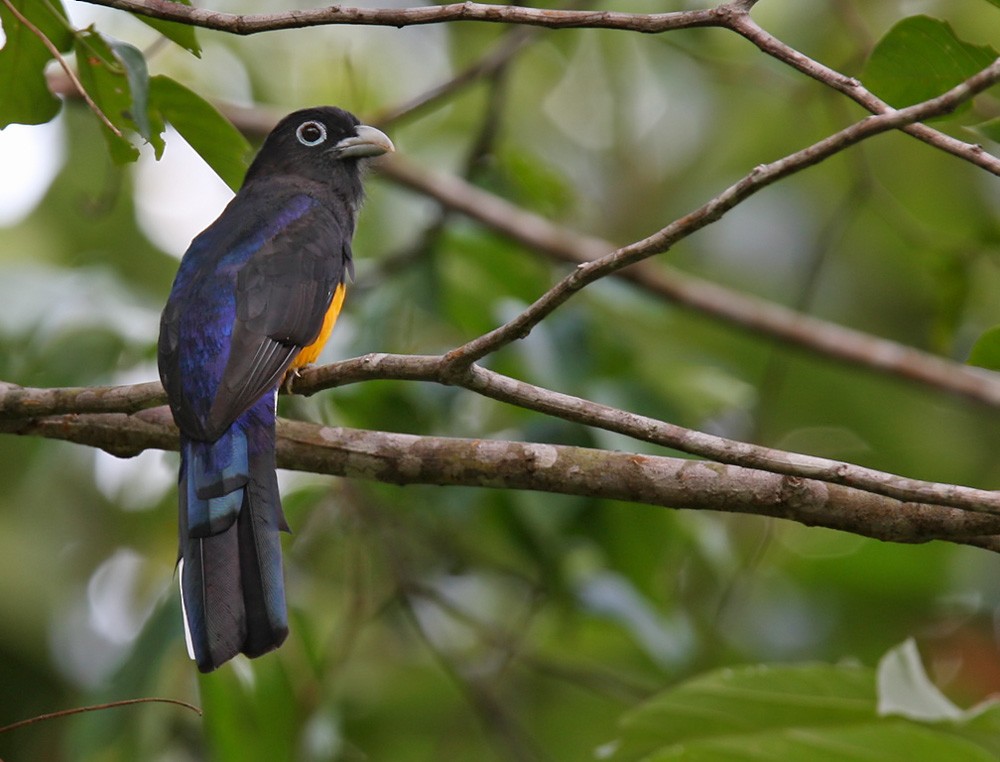 White-tailed Trogon - Lars Petersson | My World of Bird Photography