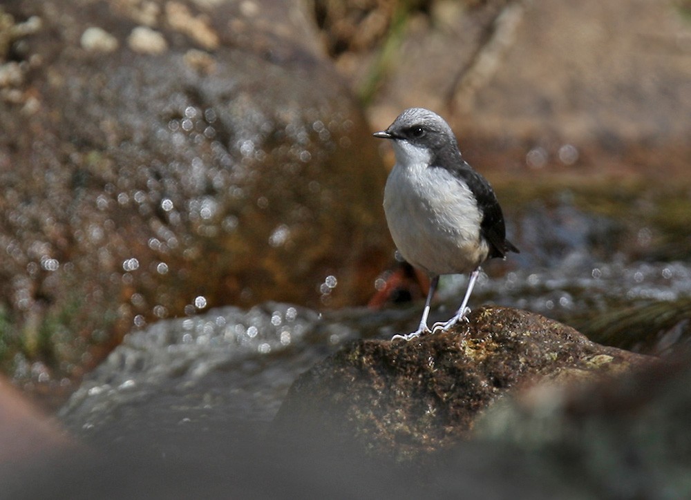 White-capped Dipper - Lars Petersson | My World of Bird Photography