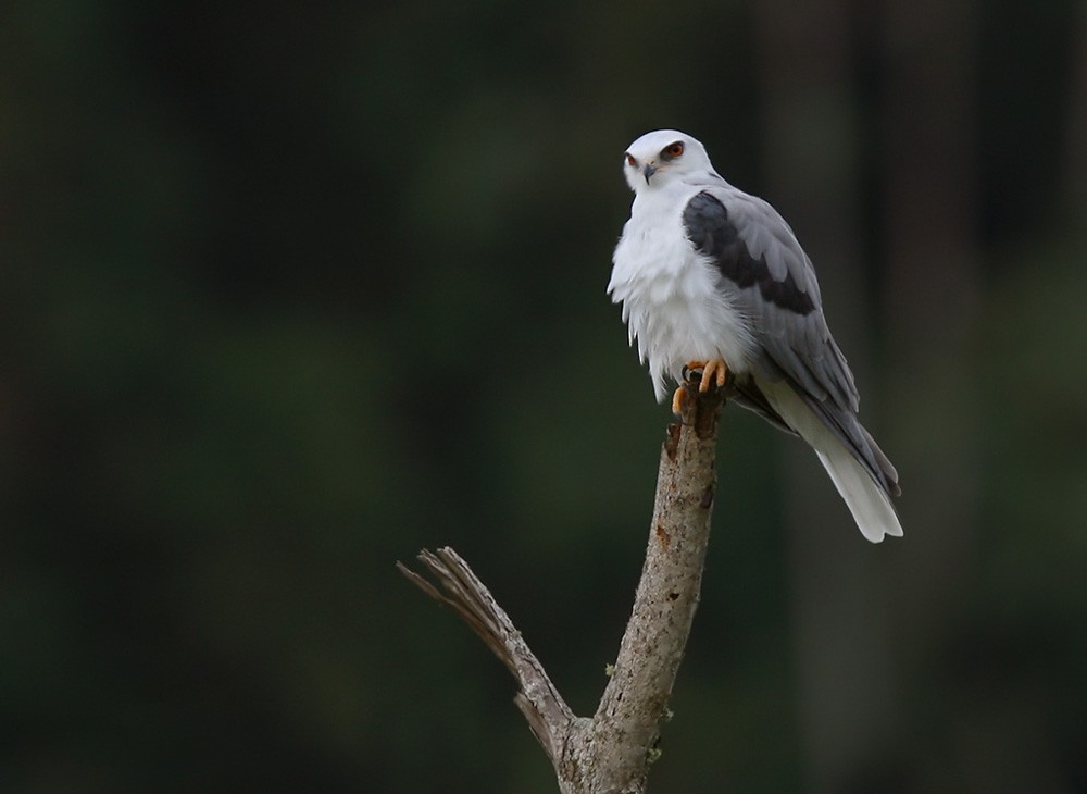 White-tailed Kite - Lars Petersson | My World of Bird Photography