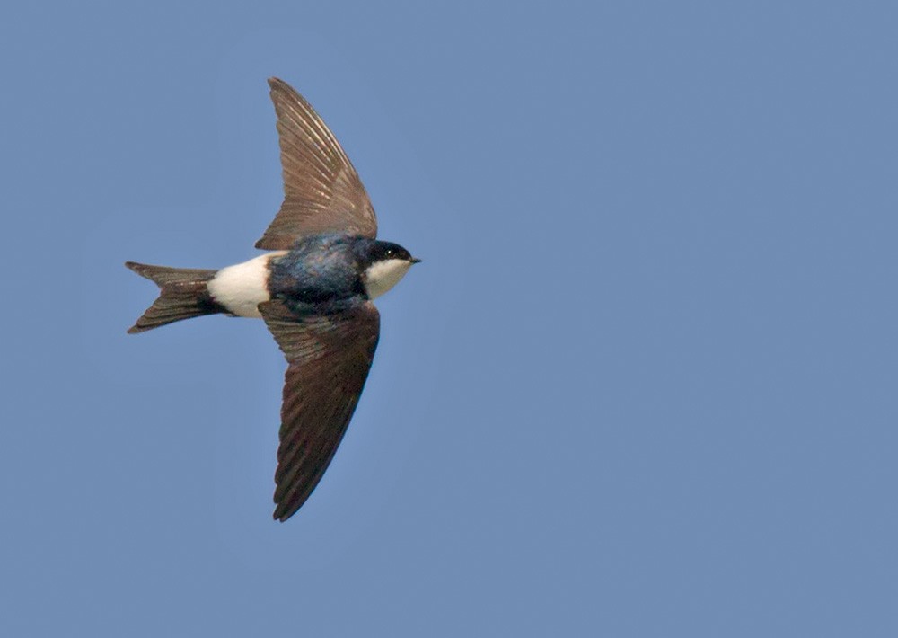 Western House-Martin - Lars Petersson | My World of Bird Photography