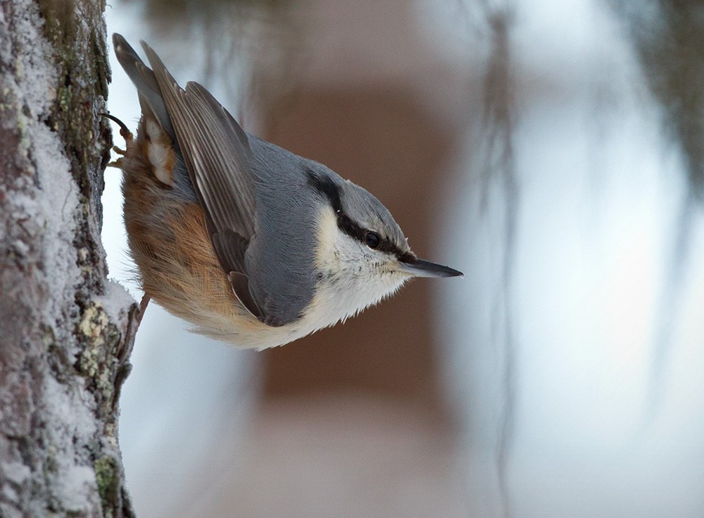 Eurasian Nuthatch (Western) - Lars Petersson | My World of Bird Photography