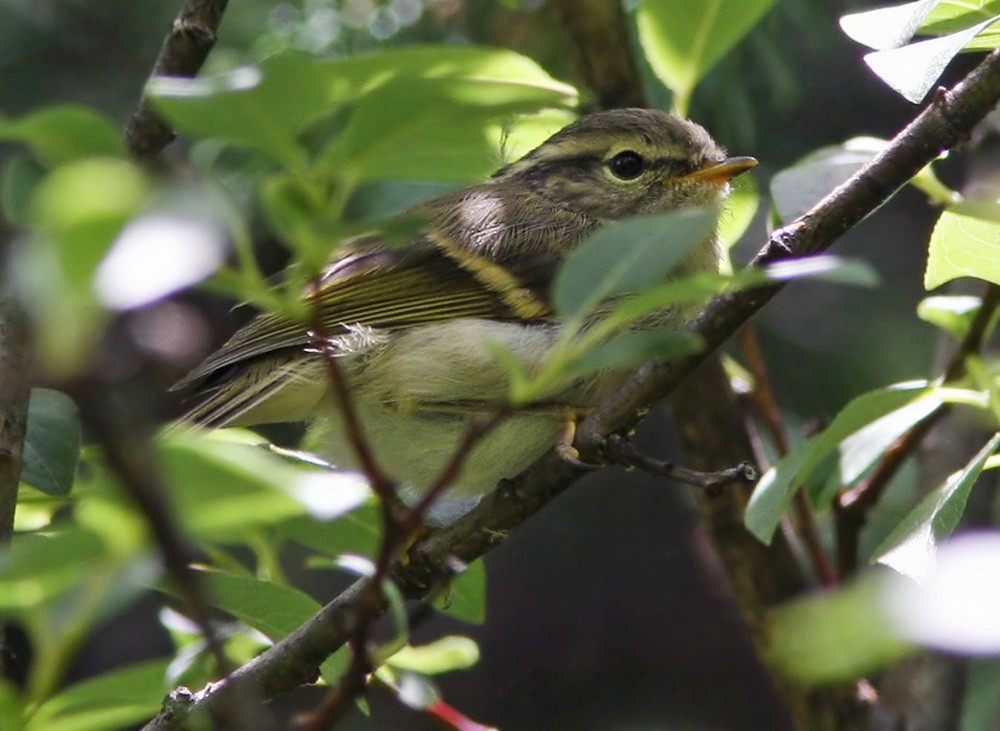 Sichuan Leaf Warbler - Lars Petersson | My World of Bird Photography