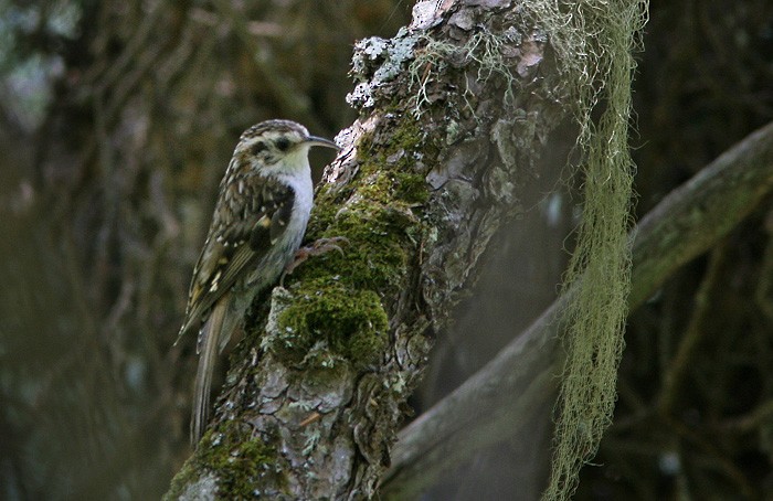 Hodgson's Treecreeper - Lars Petersson | My World of Bird Photography