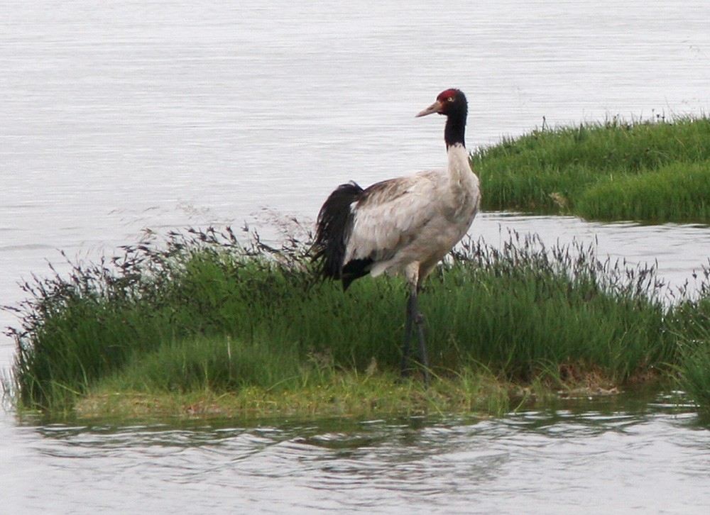 Black-necked Crane - ML206041841