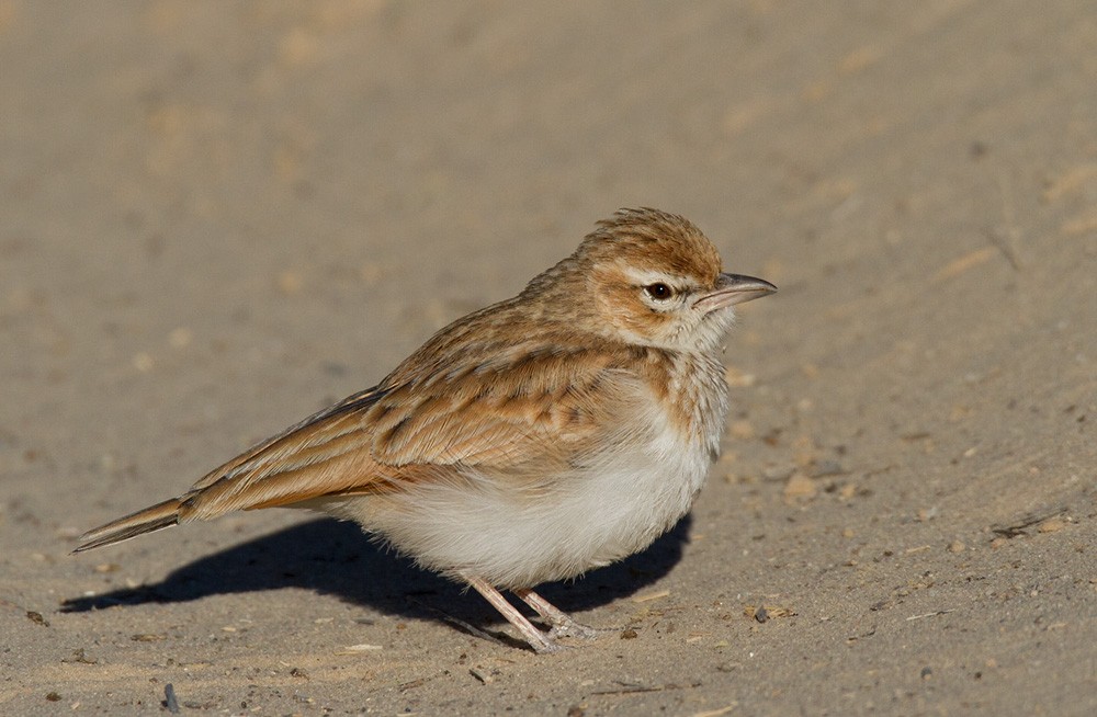 Fawn-colored Lark (Fawn-colored) - ML206041931