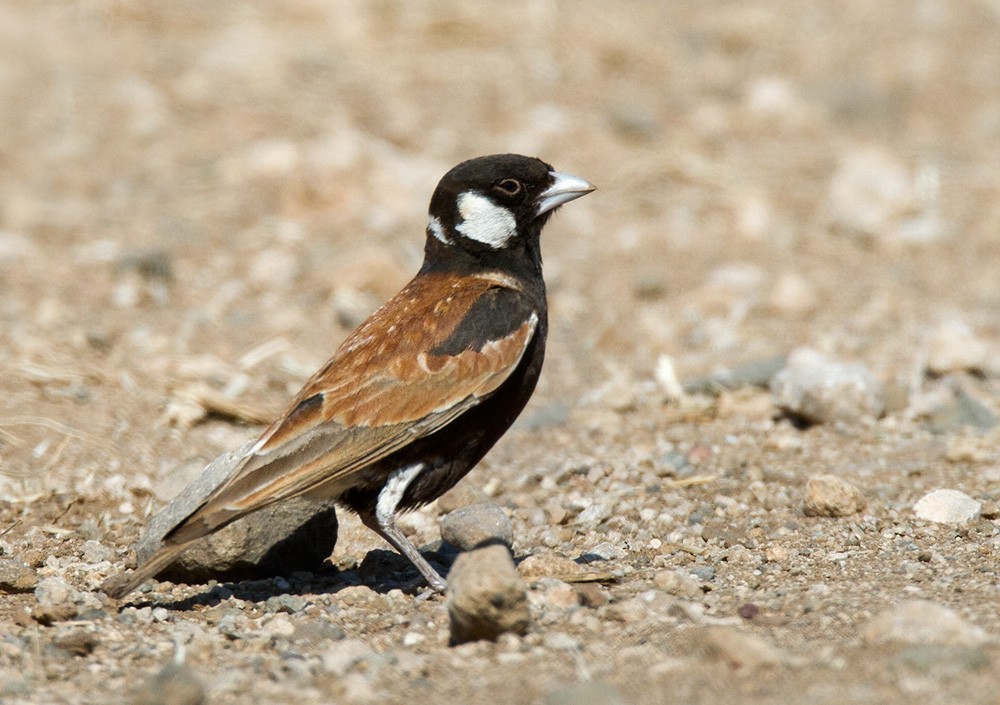 Chestnut-backed Sparrow-Lark - Lars Petersson | My World of Bird Photography