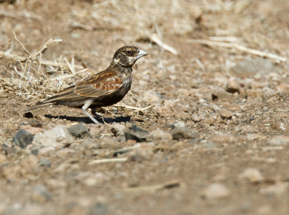 Chestnut-backed Sparrow-Lark - Lars Petersson | My World of Bird Photography