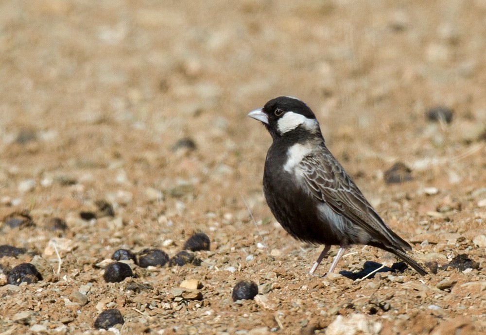 Gray-backed Sparrow-Lark - Lars Petersson | My World of Bird Photography
