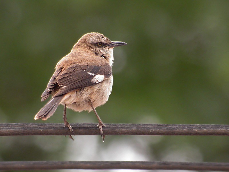 Brown-backed Mockingbird - Lars Petersson | My World of Bird Photography
