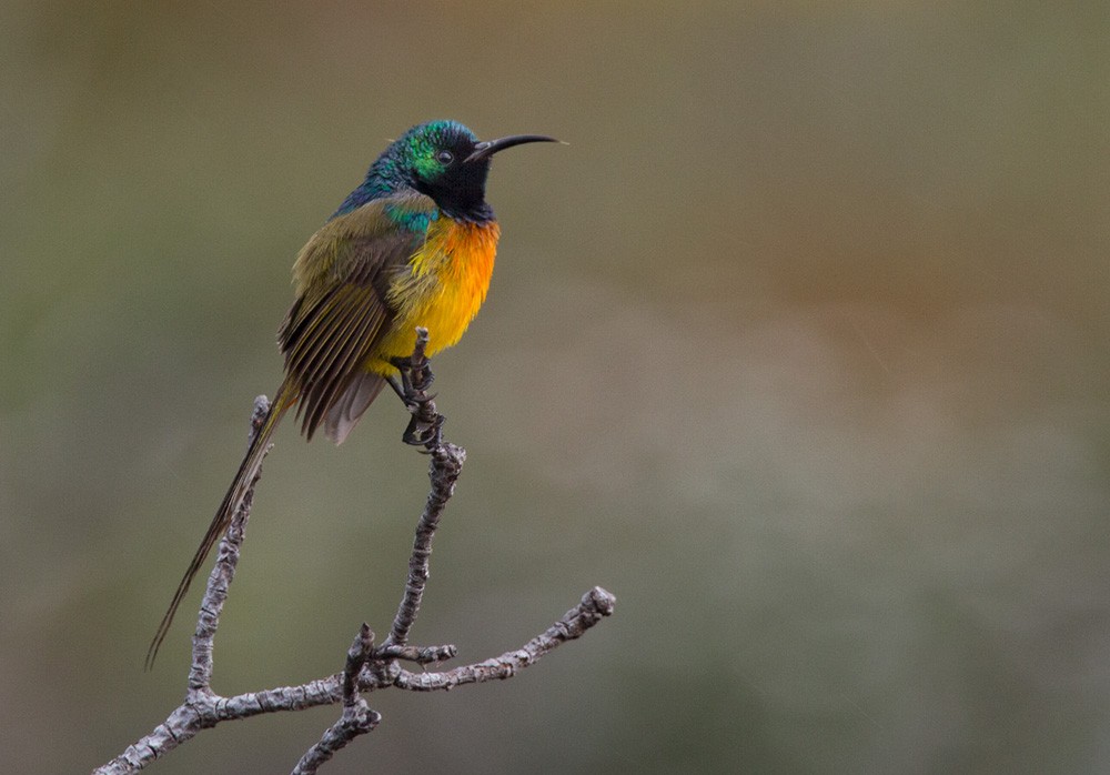 Orange-breasted Sunbird - Lars Petersson | My World of Bird Photography