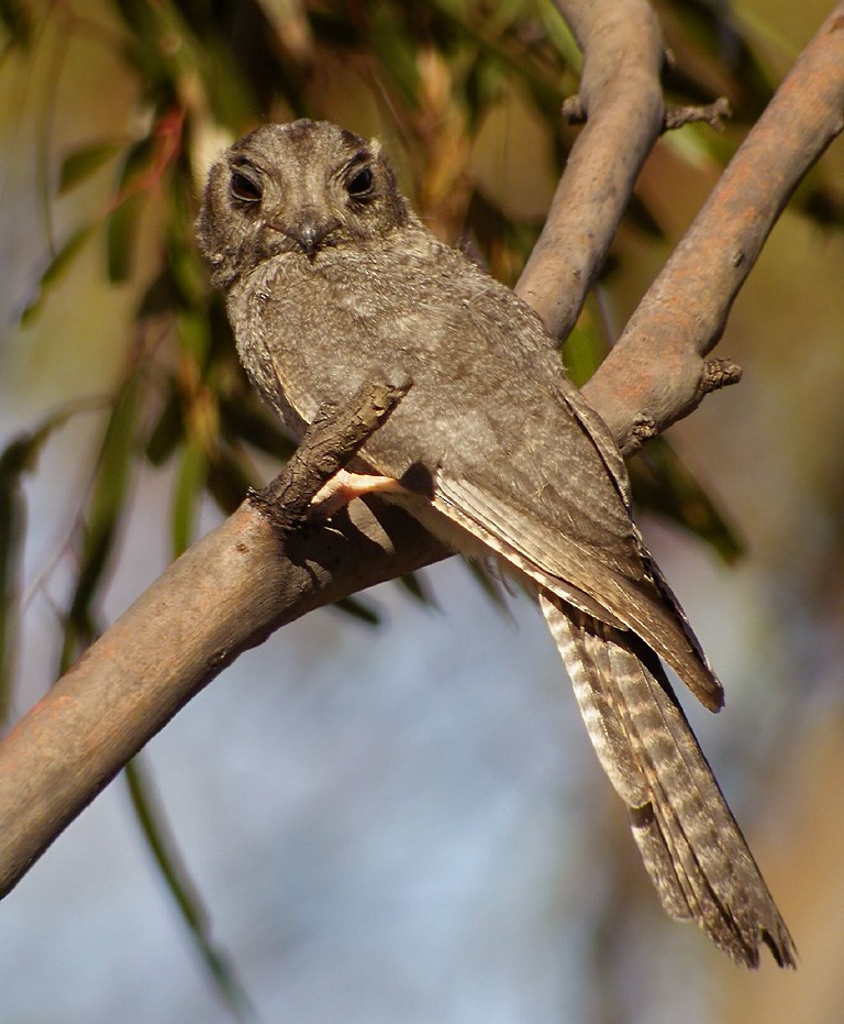 Australian Owlet-nightjar - Lars Petersson | My World of Bird Photography