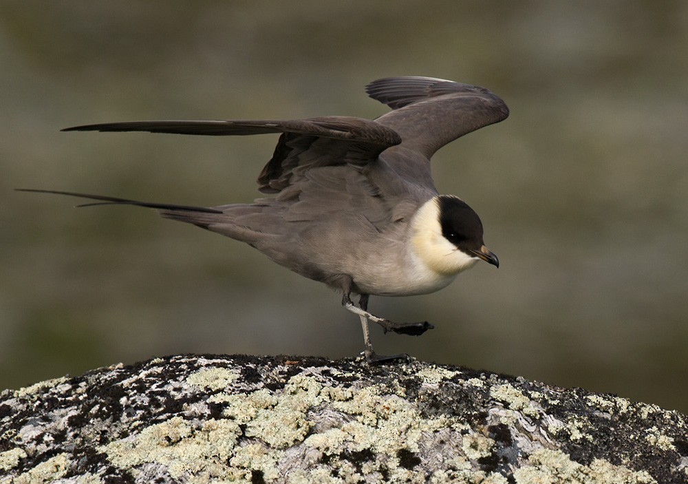 Long-tailed Jaeger - Lars Petersson | My World of Bird Photography