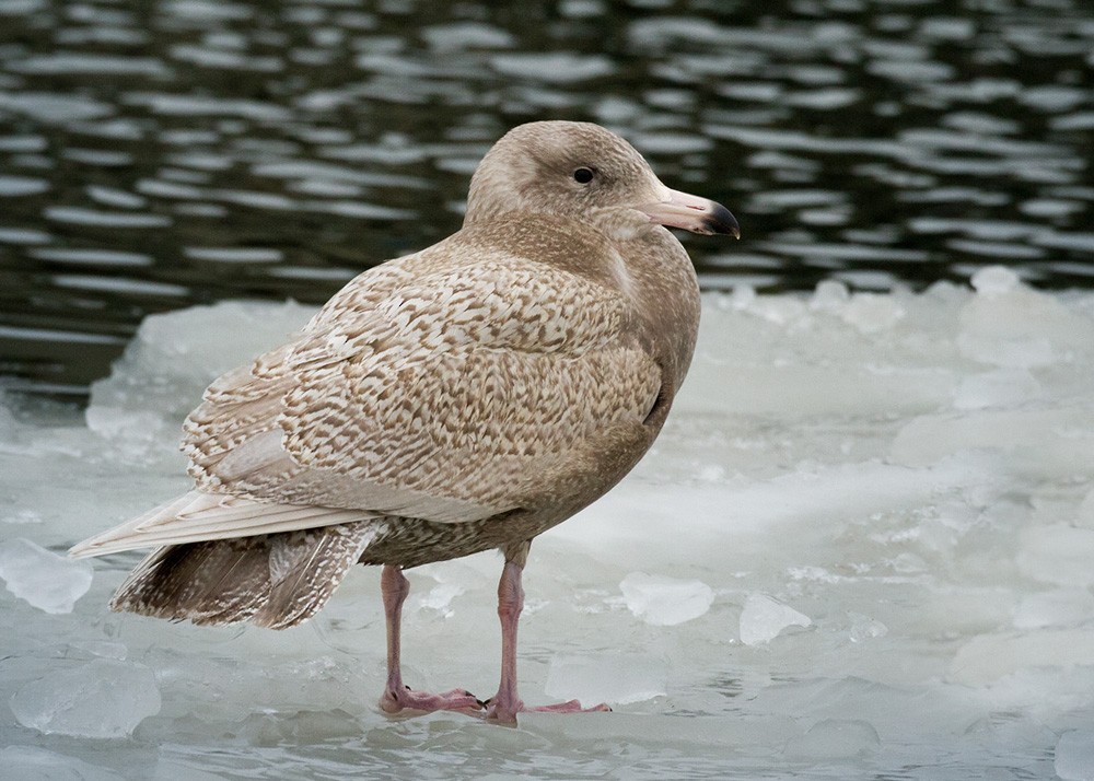 Glaucous Gull - Lars Petersson | My World of Bird Photography