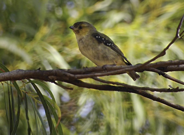 Forty-spotted Pardalote - ML206042551