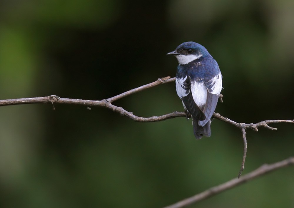 White-winged Swallow - ML206042601