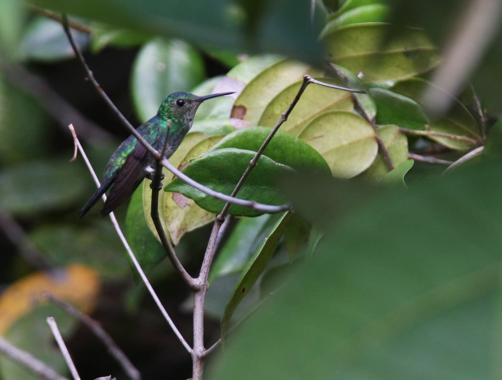 Violet-bellied Hummingbird - ML206042621