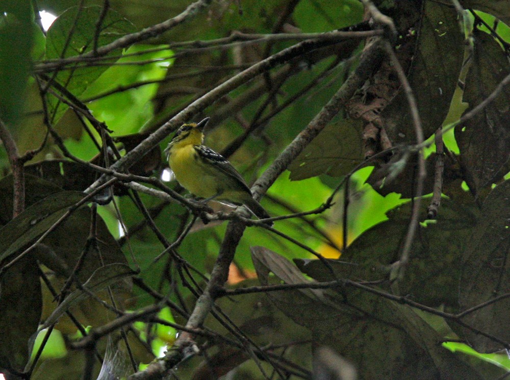 Yellow-browed Antbird - ML206042691