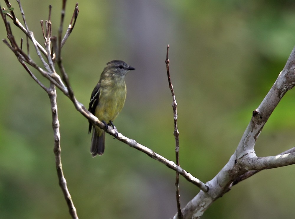 Yellow-crowned Tyrannulet - ML206042731
