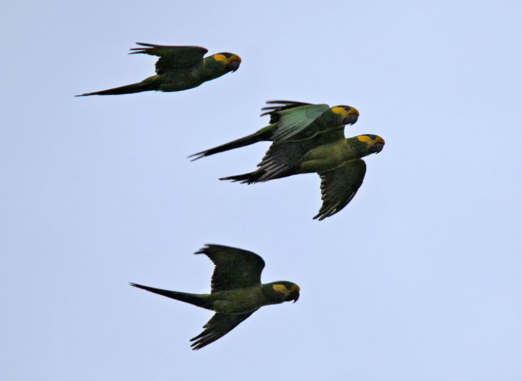 Yellow-eared Parrot - ML206042741