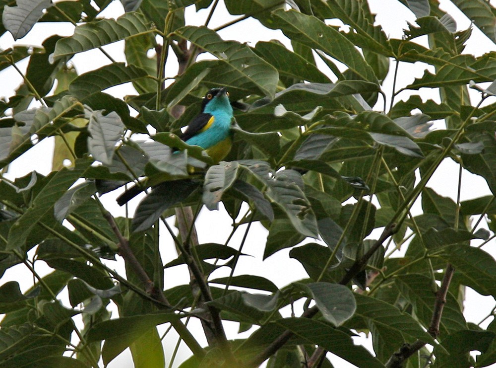 Black-faced Dacnis (Yellow-tufted) - Lars Petersson | My World of Bird Photography